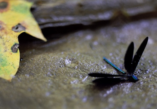 Dragon Fly and Tulip Tree Leaf